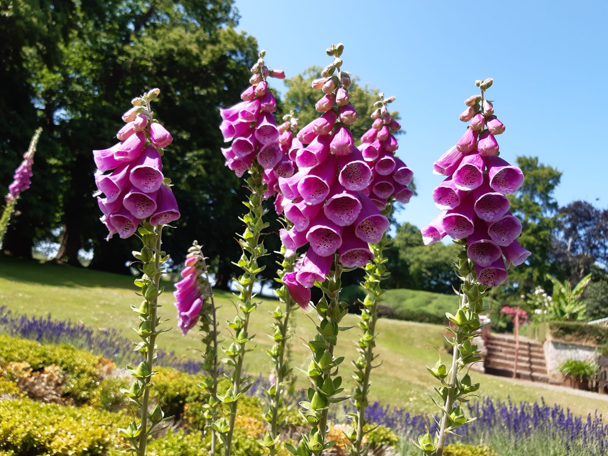 Nynehead Court Garden Opening