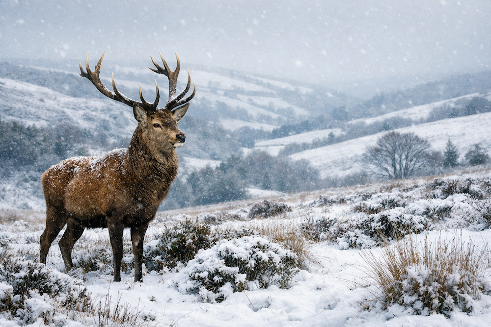 Our continued involvement with Exmoor Magazine