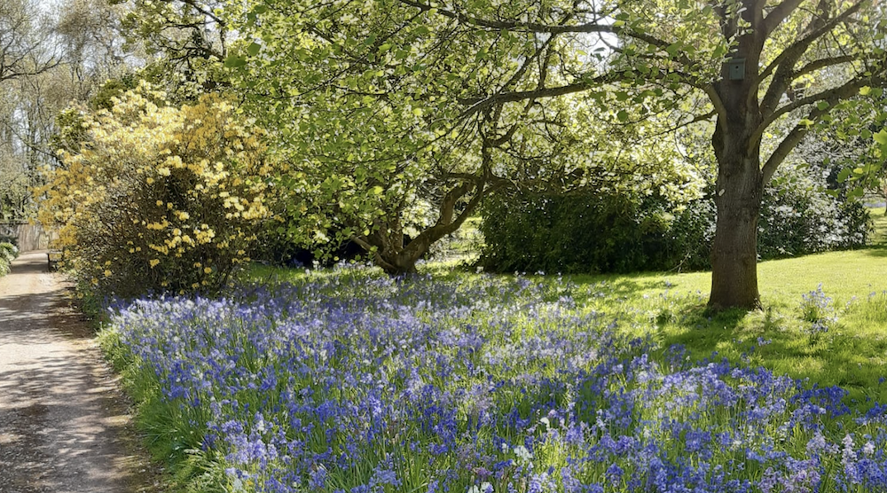 The value of Springtime respite care at Nynehead Court