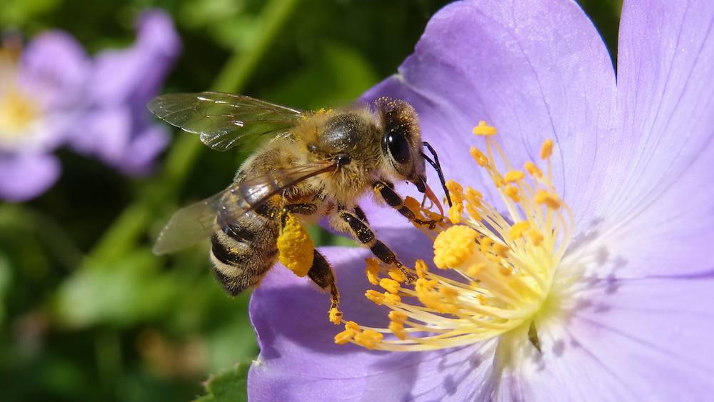 Honey Farm Somerset